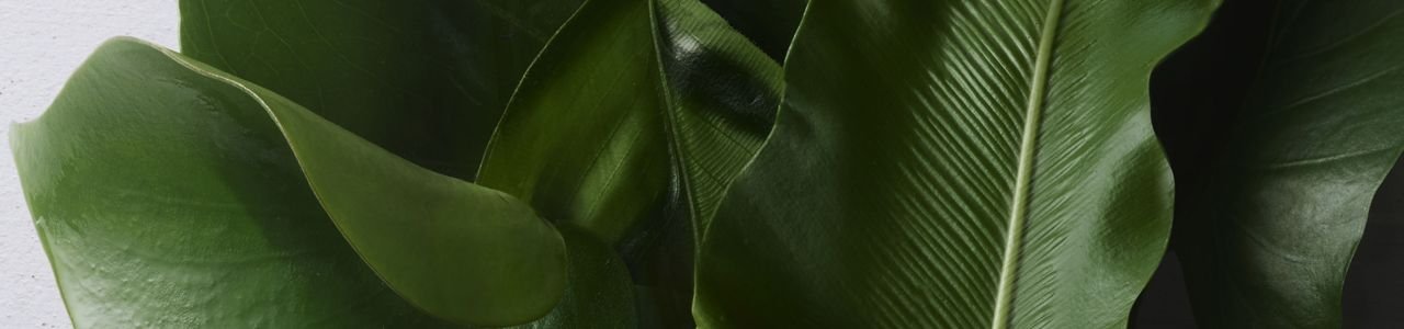 Hero banner illustration for Sharing  Beauty With All article on Kérastase website